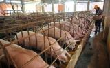 Tình hình giá cả tiêu thụ thịt lợn ở Trung Quốc