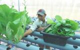 TP.Hồ Chí Minh: Áp dụng 4.0, nông dân thu hàng trăm triệu mỗi năm