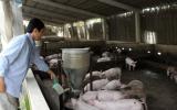 TPHCM: Mạnh tay chi 60 tỷ 'thay máu' toàn bộ đàn lợn giống