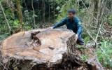 Triệt hạ gỗ quý hiếm như chốn không người