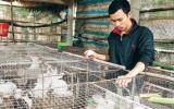 Triệu phú nuôi hàng ngàn con thỏ ở vùng gió Lào, cát trắng