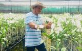 Trồng 6ha hoa lan Dendro, mỗi năm lãi ròng 3,6 tỷ đồng