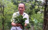 Trồng cây tiền tỷ: Chỉ 1 cây rau sắng rừng thu 3 triệu đồng ngon ơ