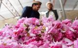 Trồng hoa hồng thay anh túc, dân Afghanistan tận hưởng thành công