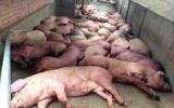 Trung Quốc bùng phát mạnh dịch tả lợn, nguy cơ lan sang các quốc gia láng giềng