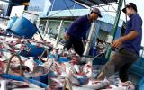 Trung Quốc có thể trở thành nước nhập khẩu cá tra lớn nhất của Việt Nam