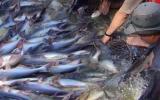 Trung Quốc đẩy mạnh nuôi cá tra để cạnh tranh với Việt Nam
