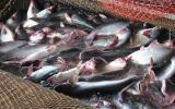 Trung Quốc đẩy mạnh nuôi cá tra từ nguồn cá giống của Việt Nam