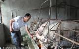 Trung Quốc sẽ nhập 2,4 triệu tấn thịt lợn xẻ, ND lo tăng giá lợn ảo