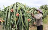 Trung Quốc trồng ồ ạt thanh long, Việt Nam tìm gấp thị trường mới