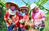 Trung Quốc và những bí quyết thúc đẩy tiêu thụ hàng nông sản