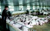 Từ bỏ mức lương 'nghìn đô' về quê nuôi lợn với giấc mơ tỷ phú