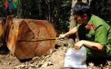 UBND tỉnh Gia Lai chỉ đạo điều tra, khởi tố và xử lý vụ cướp gỗ