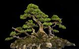 Uốn cành rơi trong nghệ thuật bonsai