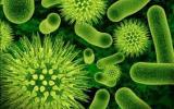 Vi khuẩn gây bệnh từ thực phẩm có thể gây bệnh cho một số giống gia cầm