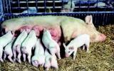 Virút gây dịch bệnh tiêu chảy ở lợn (PEDV) có thể truyền qua không khí
