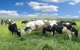Vô sinh tạm thời ở bò sữa và biện pháp can thiệp