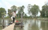 Vụ liên kết nuôi cá tra ở An Giang: Nông dân được cứu!