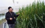 Vua lúa Trung Quốc nói về cây lúa khổng lồ đạt năng suất 15 tấn/ha