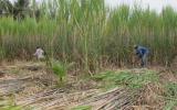 Vùng trồng mía ở Sóc Trăng thiếu nhân công thu hoạch