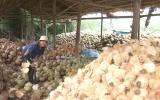 Vườn dừa xơ xác, doanh nghiệp phải nhập dừa về chế biến