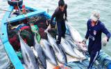 Xây dựng thương hiệu cá ngừ đại dương Bình Định