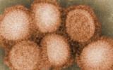 Nhà khoa học Nhật chế tạo “siêu virút” cúm heo H1N1