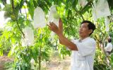 Xoài Việt chính thức sang Mỹ: Nông dân, doanh nghiệp cùng vui