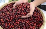 Xuất khẩu cà phê 3 tháng đầu năm đạt 1 tỷ USD
