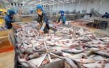 Xuất khẩu cá tra sang Trung Quốc: Cơ hội lớn, nhưng nhiều rủi ro