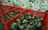 Xuất khẩu tôm sang thị trường Trung Quốc tăng mạnh